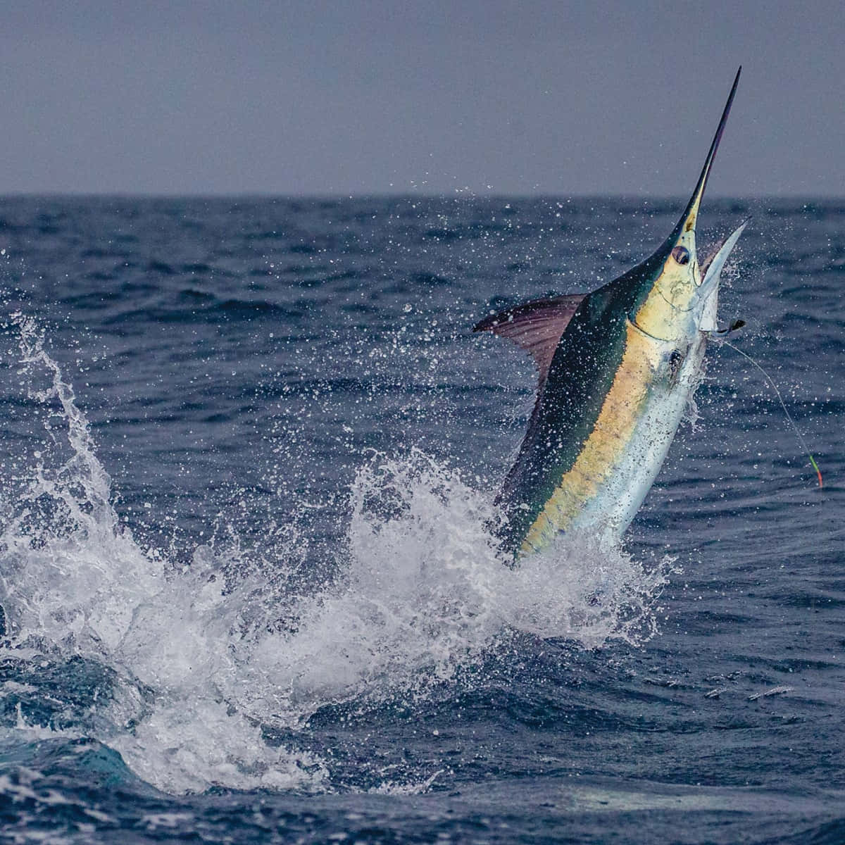 Leaping Marlin Ocean Splash Background