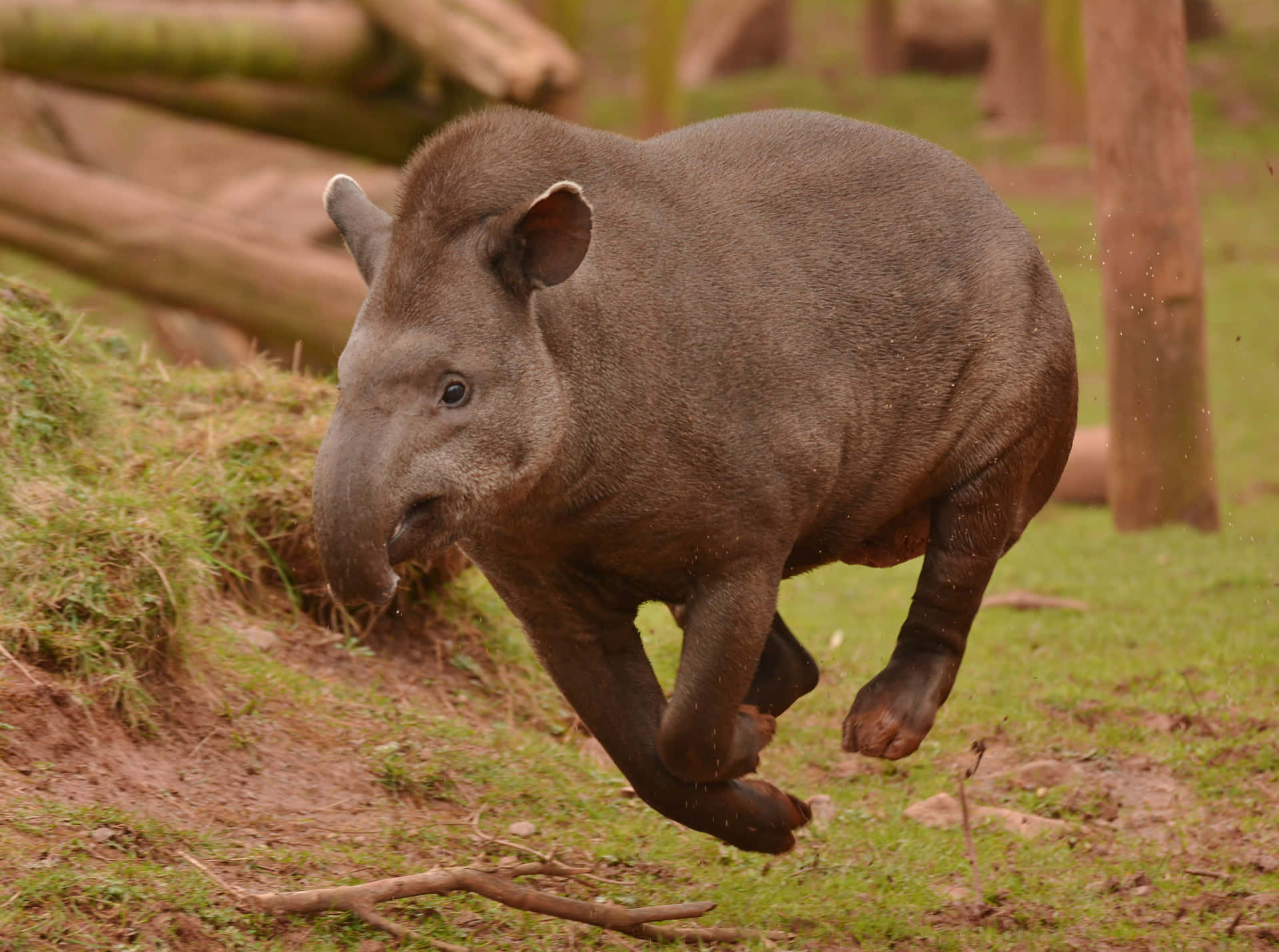 Leaping Tapirin Motion Background