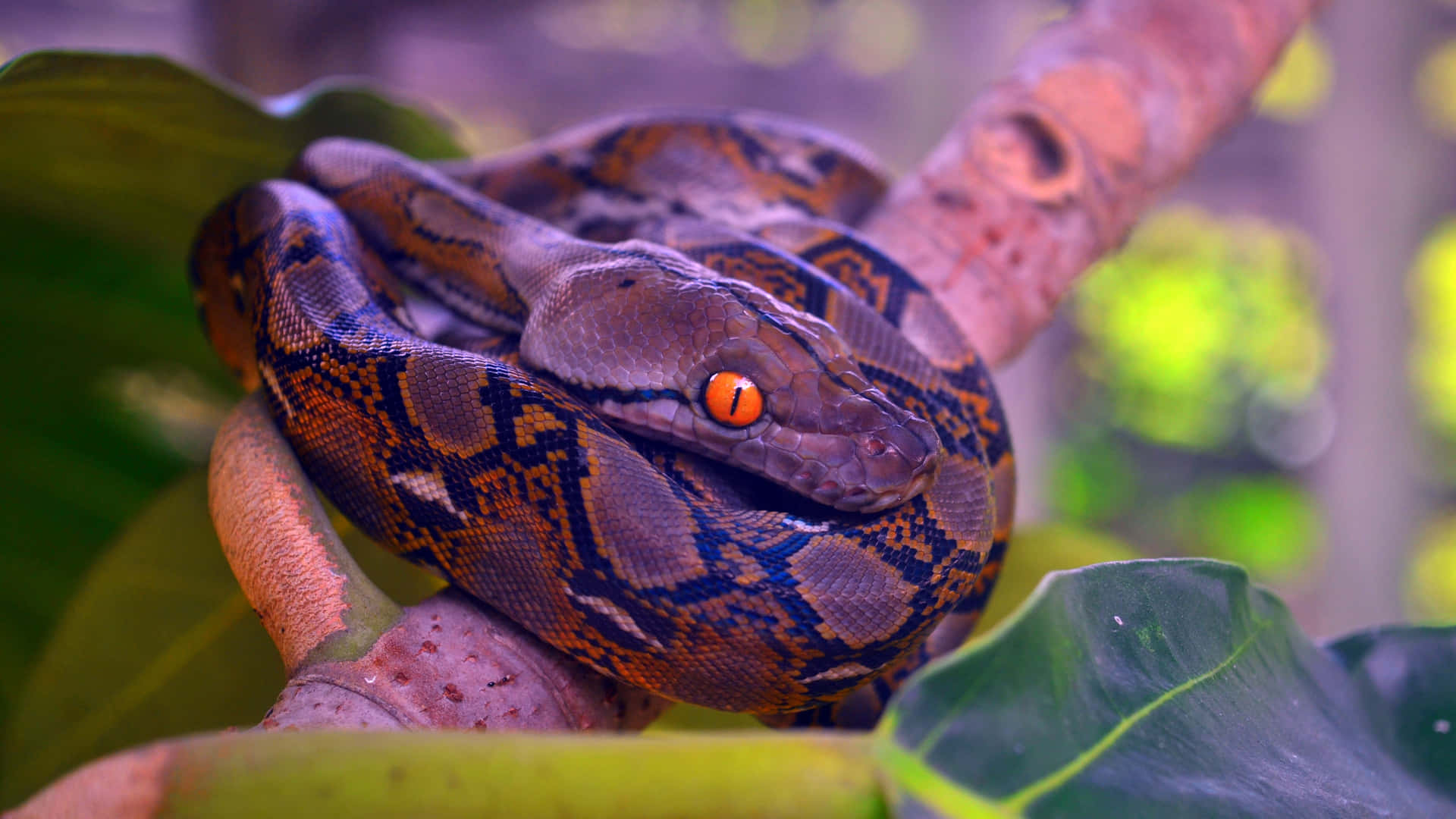 Learning Python Fundamentals Background