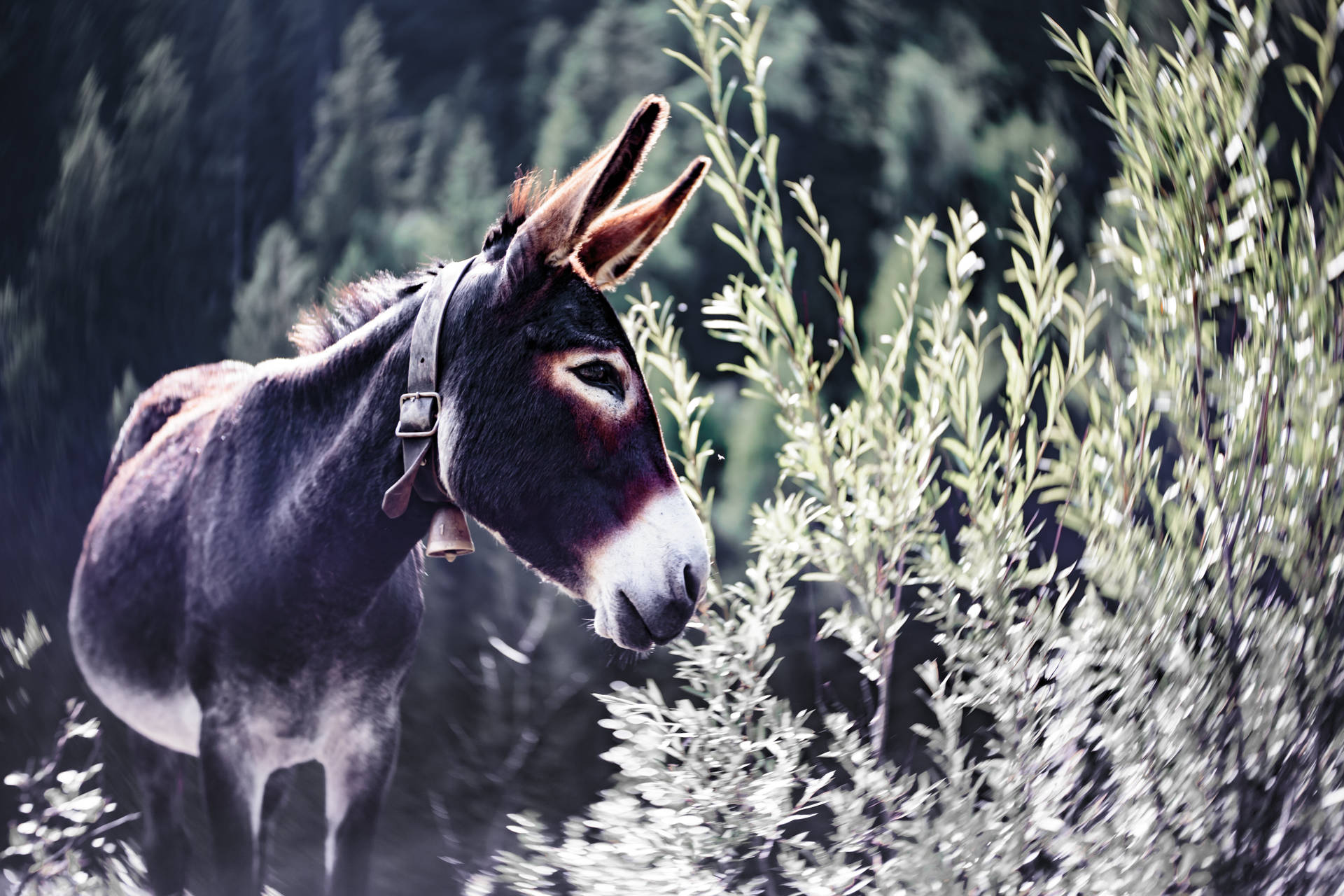 Leashed Brown Donkey Background