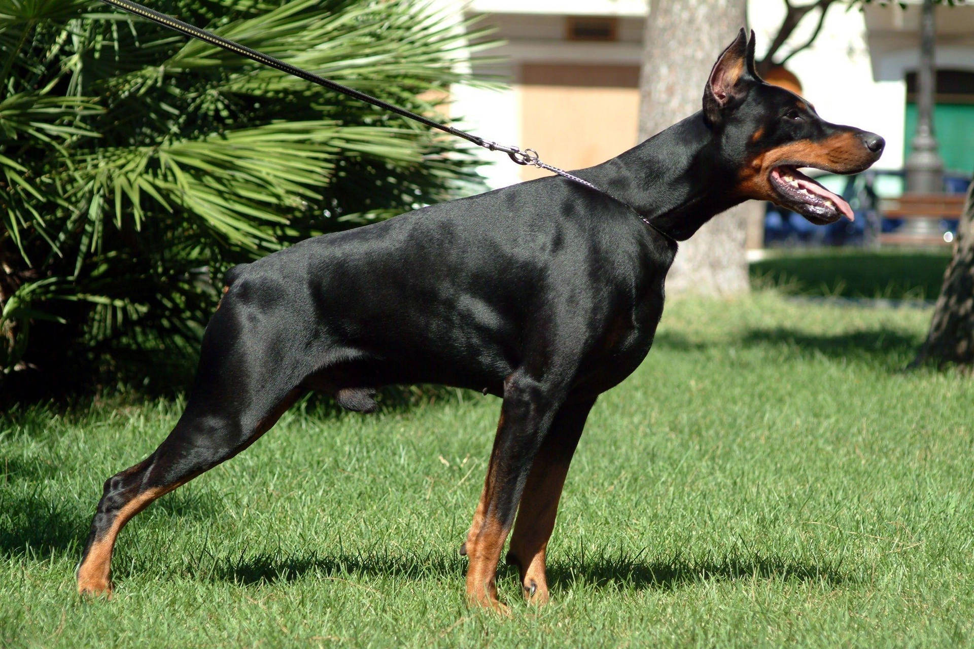 Leashed Doberman Pinscher Background