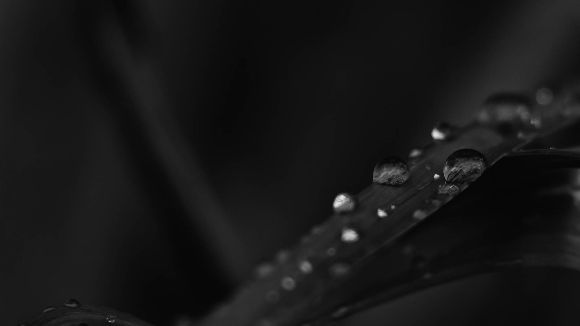 Leaves And Droplets Black Desktop Background