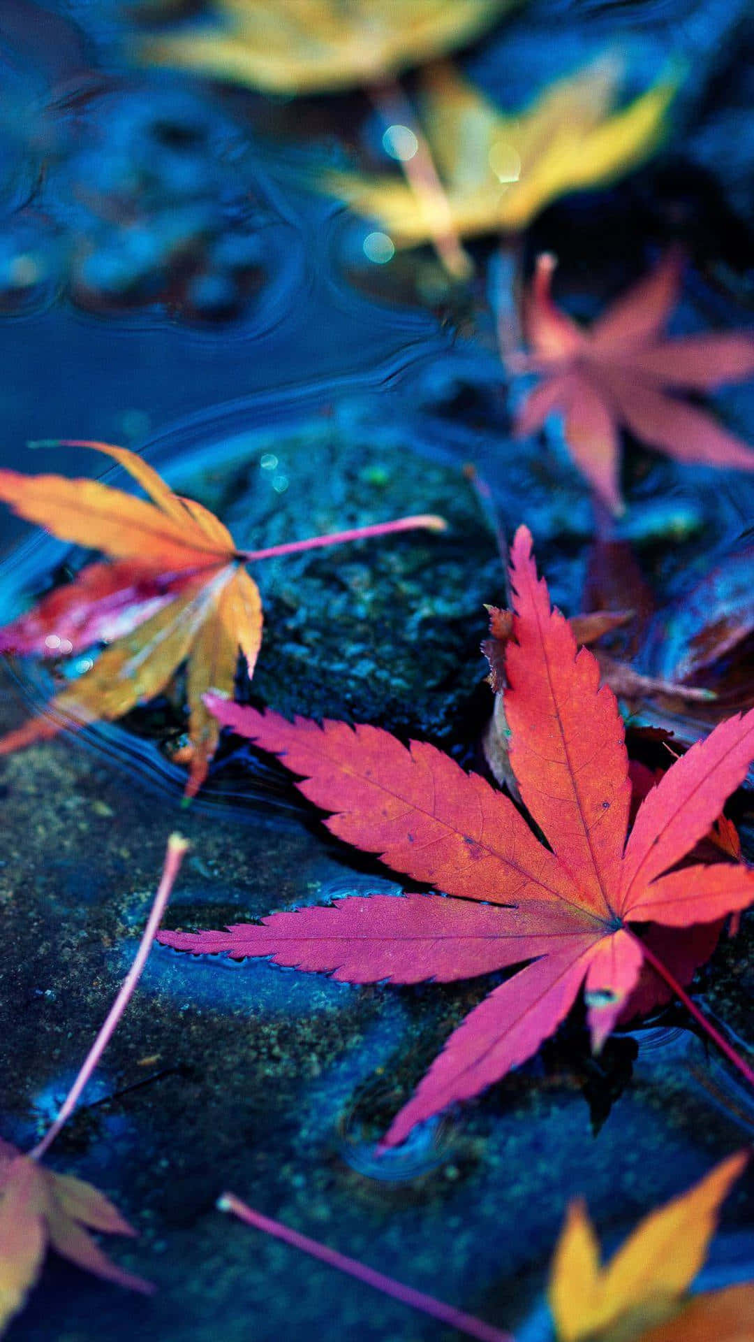 Leaves Are Floating In The Water Background