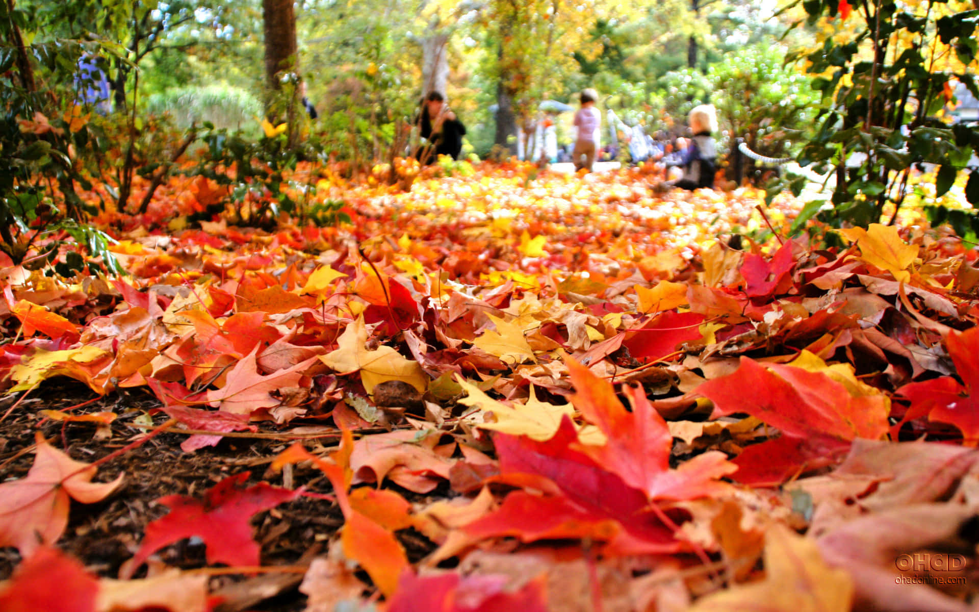 Leaves Are On The Ground