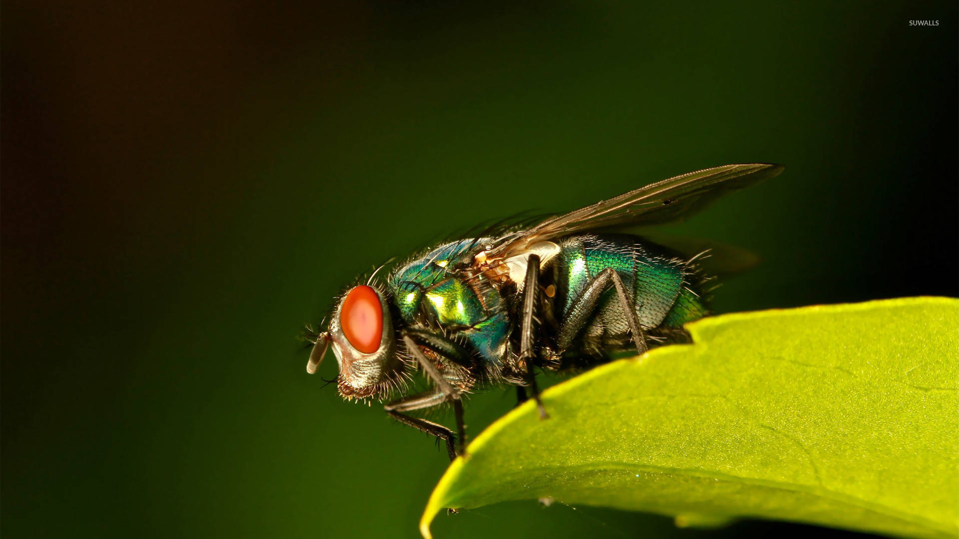 Leaves Blow Fly Background