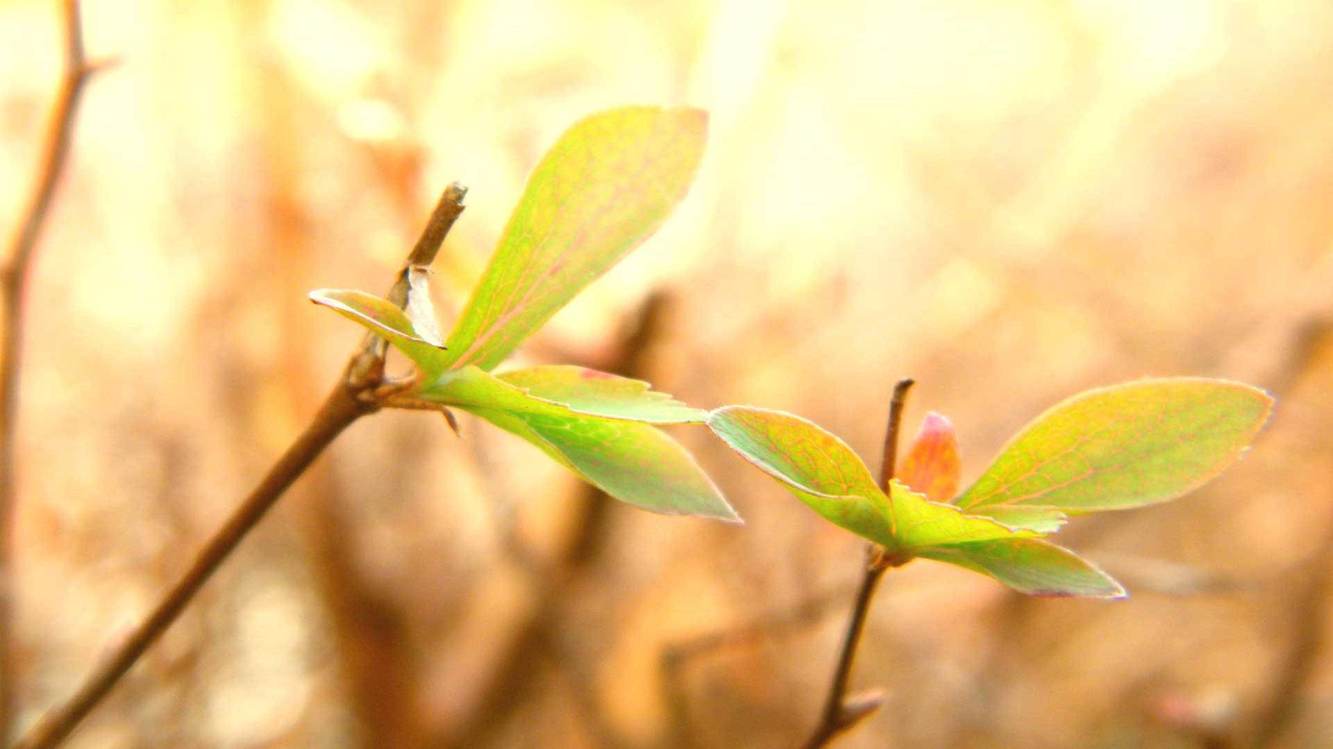 Leaves Cute Desktop