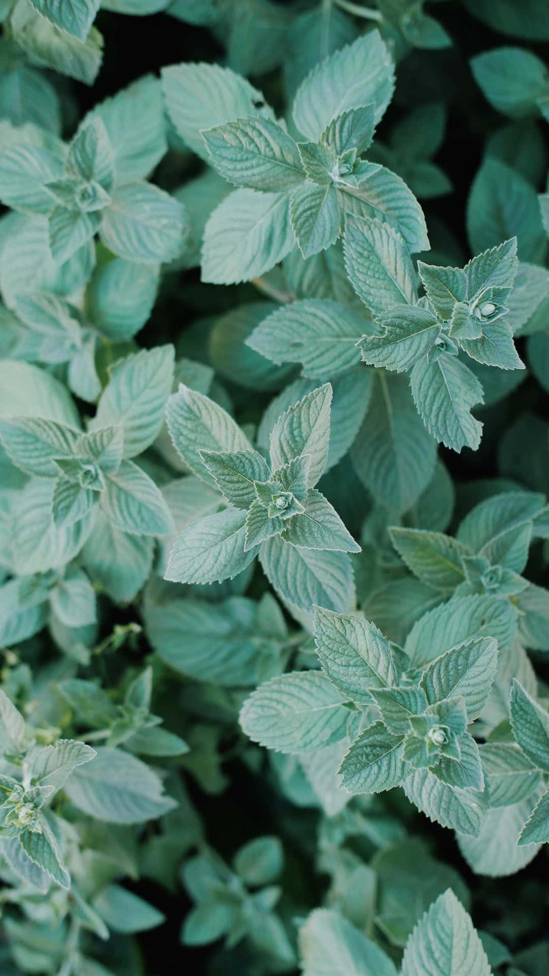 Leaves Cute Mint Green Aesthetic