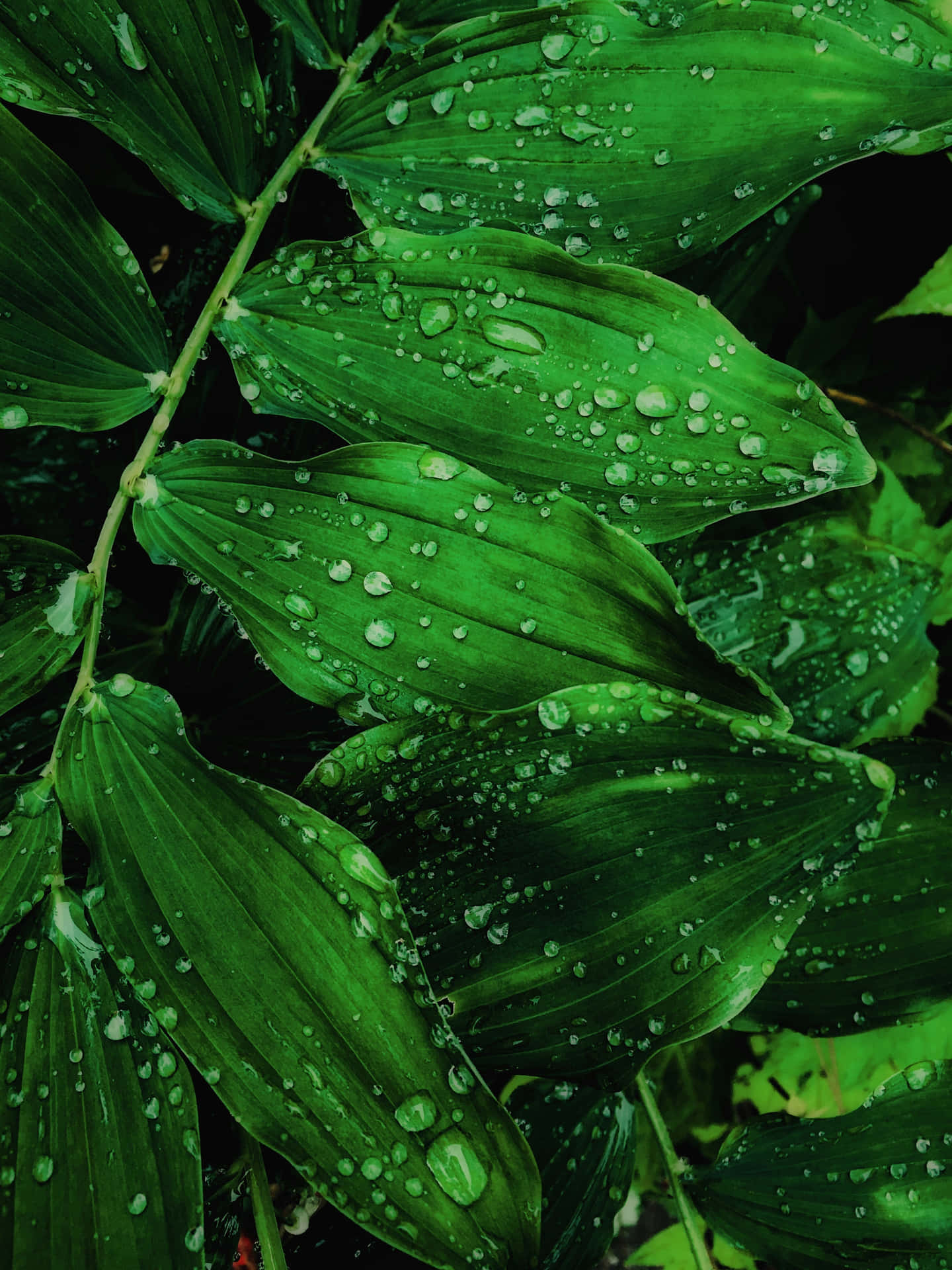 Leaves Dewy Green Phone Background