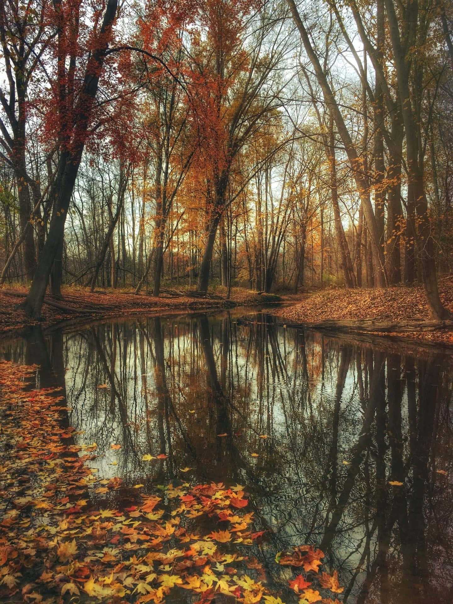 Leaves During Early Fall Background