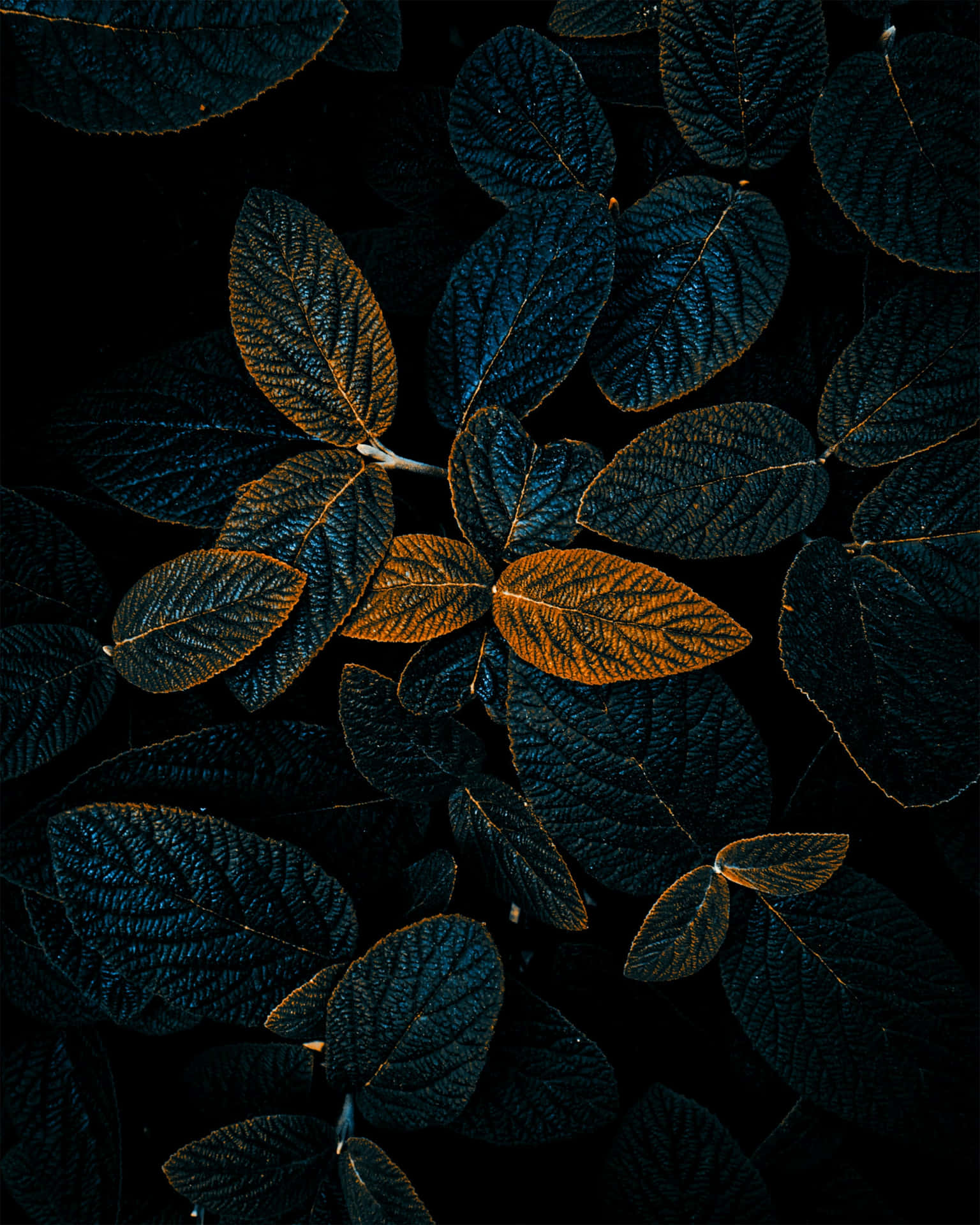 Leaves In The Dark Background