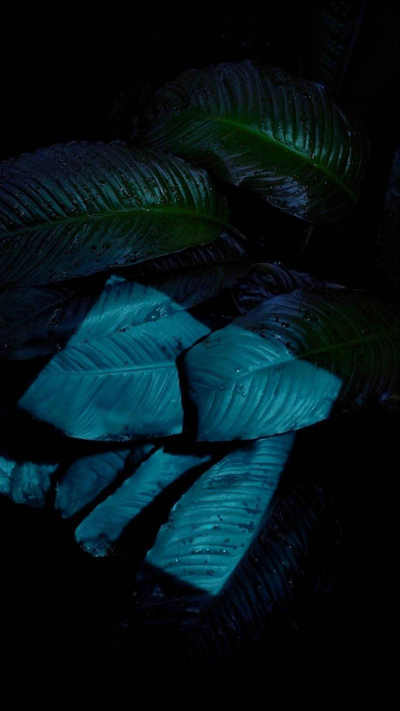 Leaves Iphone In The Dark Background