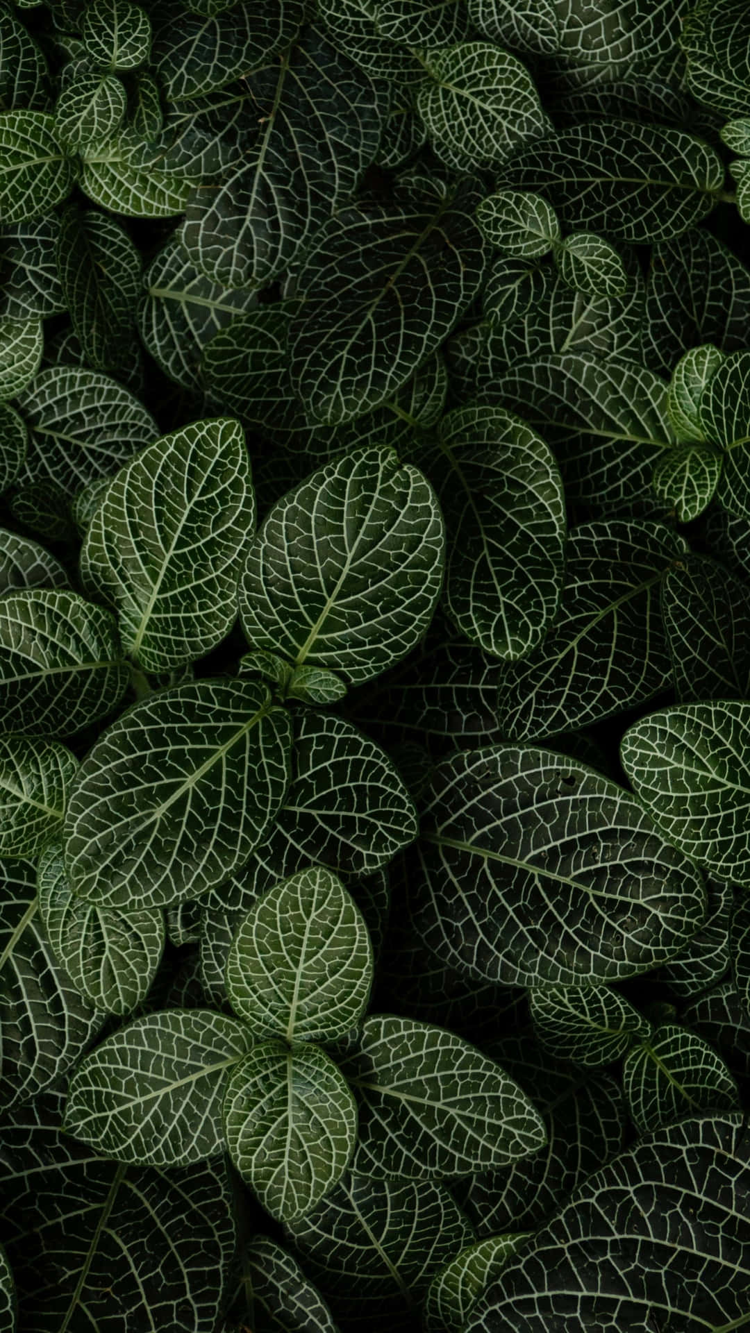 Leaves Of Nerve Plant Phone Background