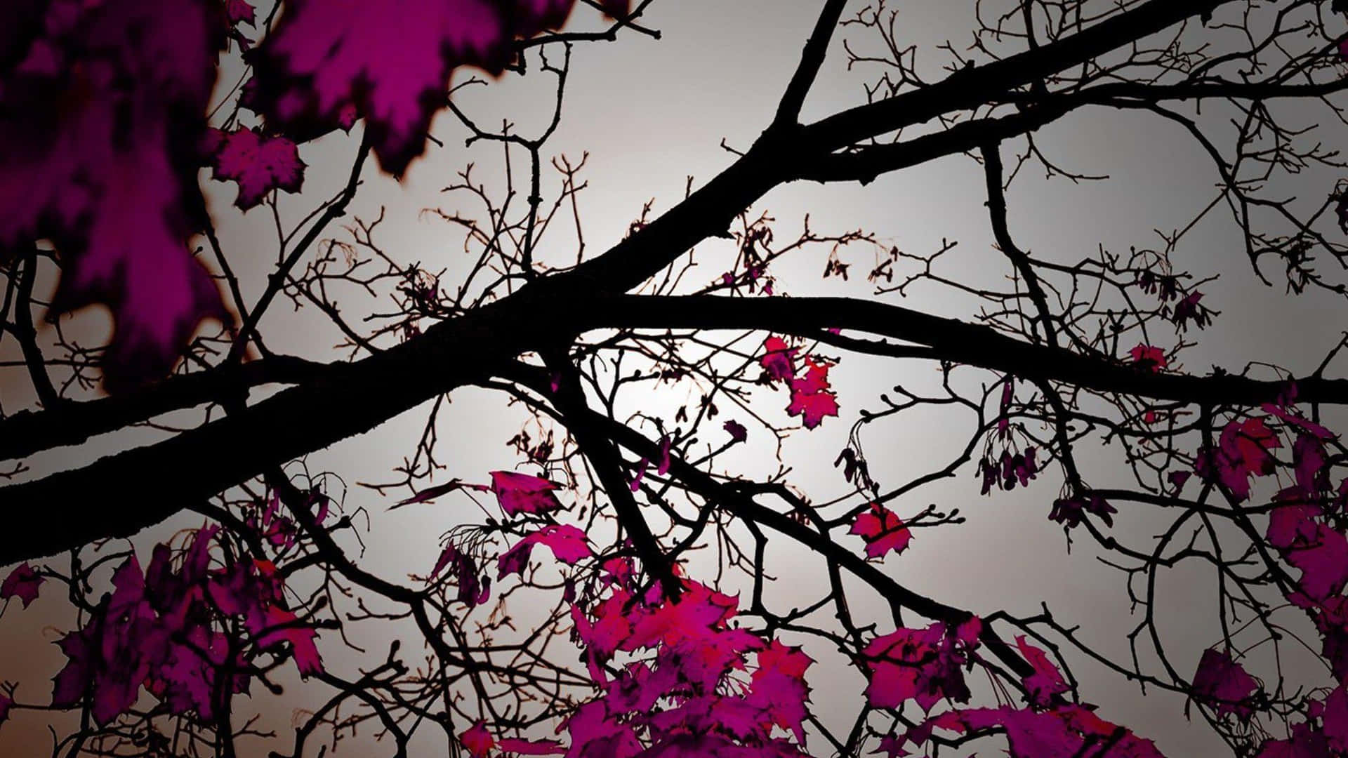 Leaves Of Pink Trees Up-close