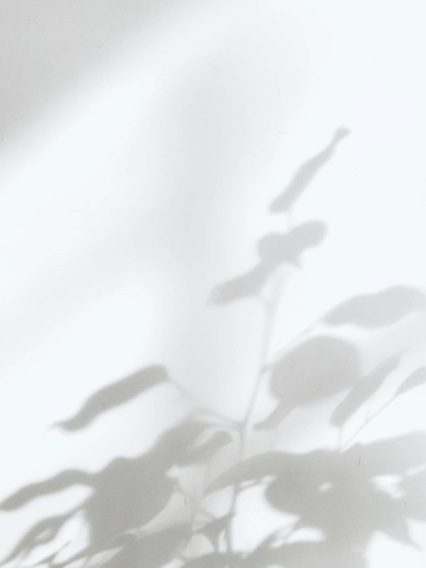 Leaves Shadow On Soft White Aesthetic Surface Background