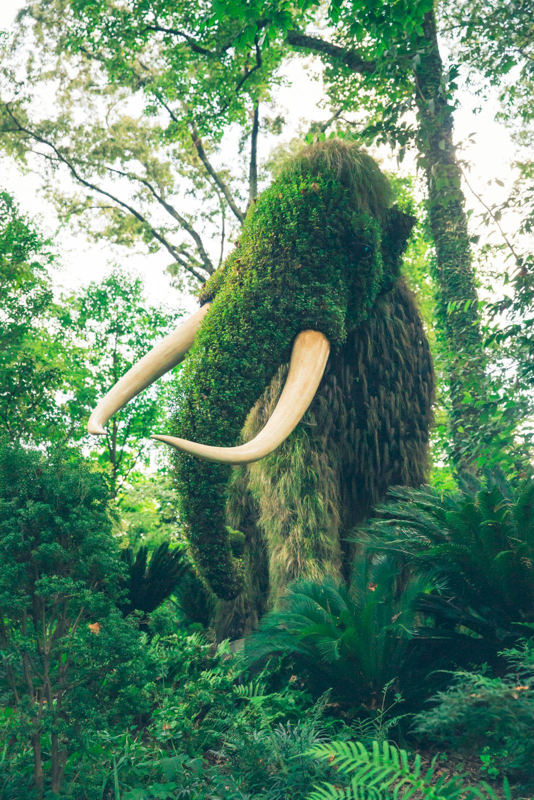 Leaves Surrounding Mossy Mammoth Background