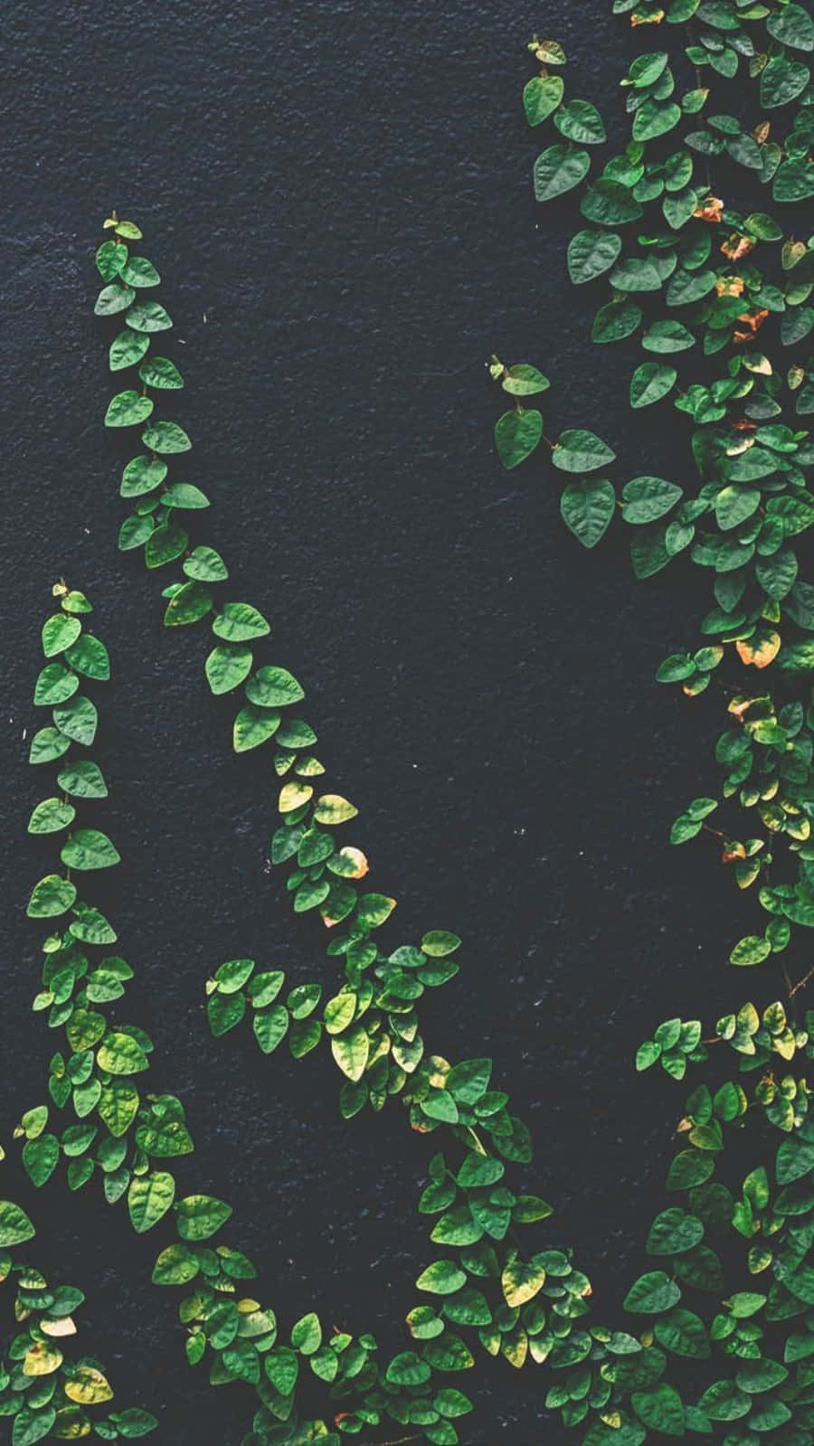 Leaves Vines Plant Aesthetic Phone Background