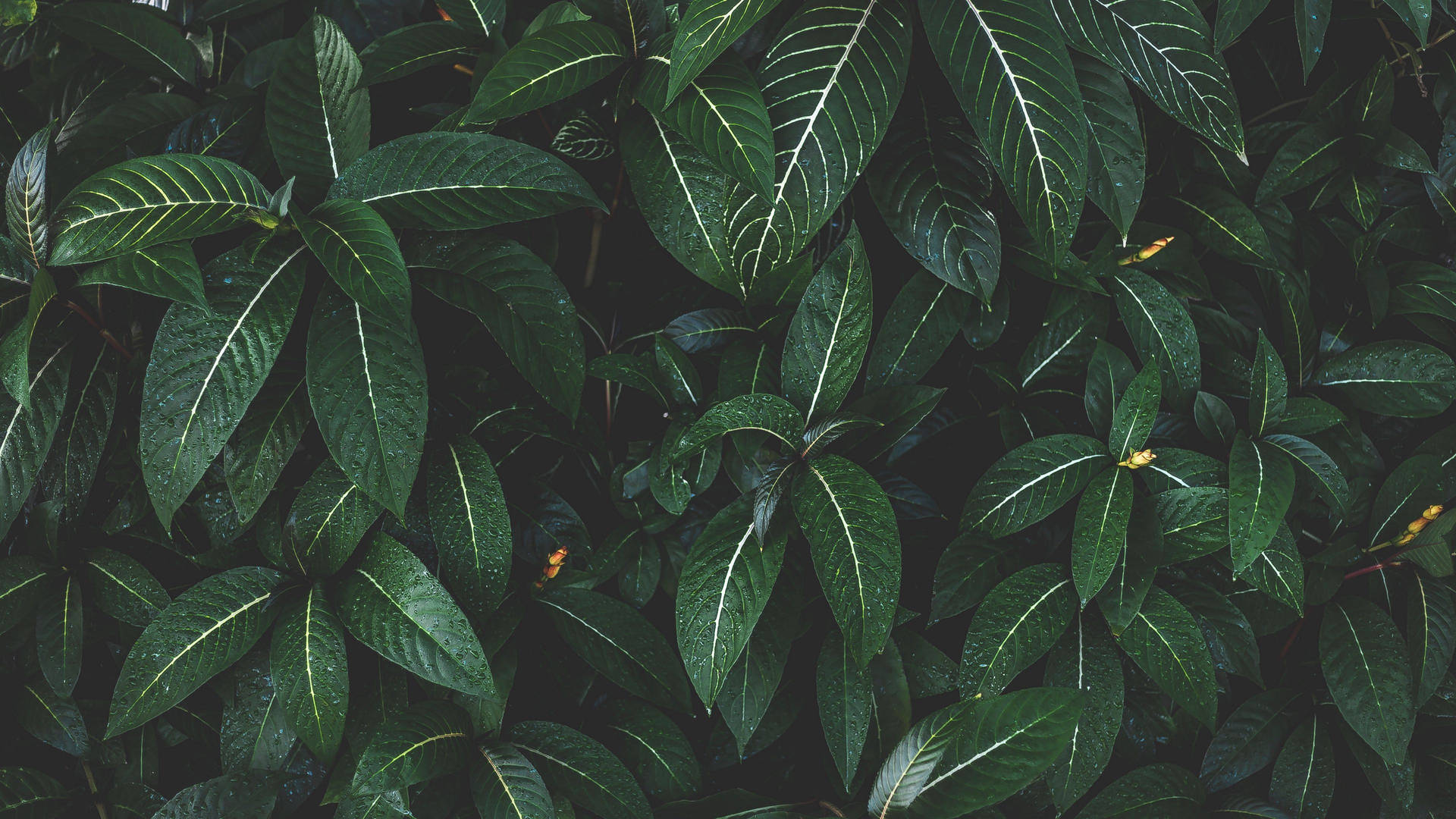 Leaves With Stripes Plant 4k Background Background