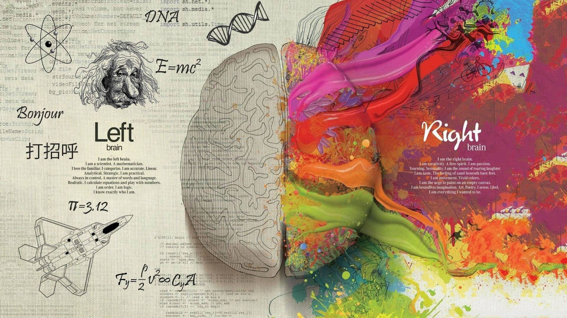 Left Vs Right Cerebral Cortex Illustration