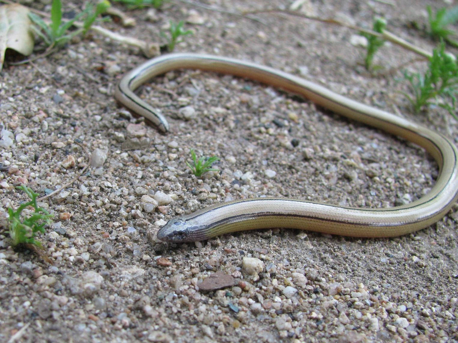 Legless Glass Lizard Slither On Dry Earth