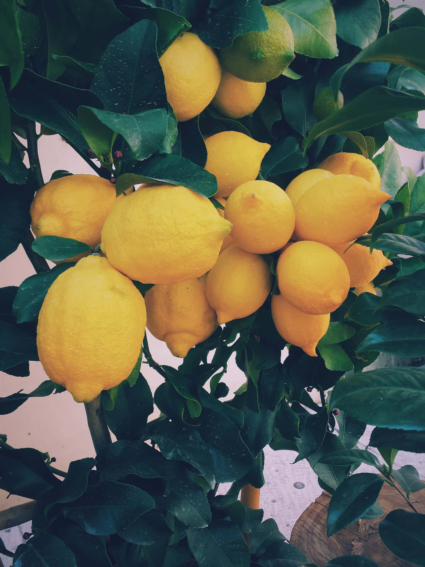 Lemon Tree Fruit Iphone Background