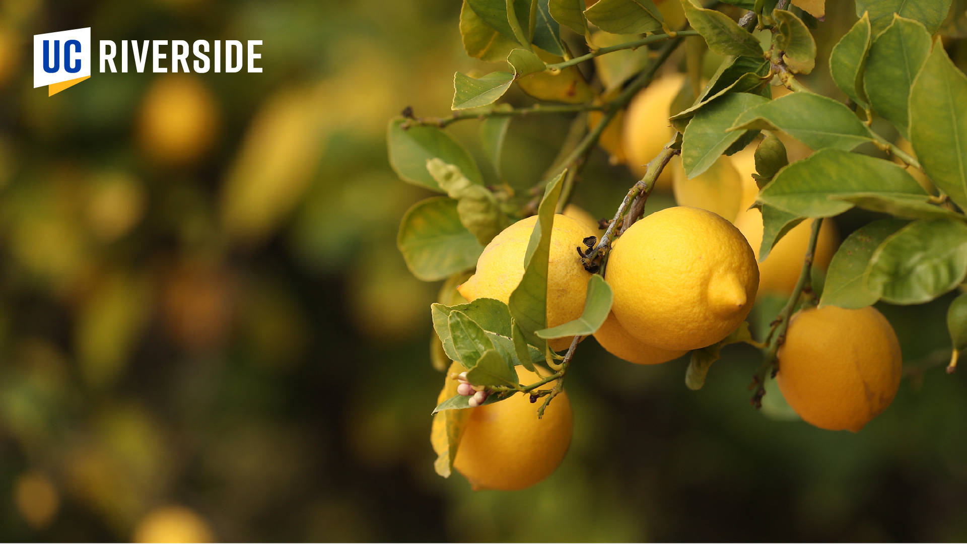 Lemon Trees At Ucr