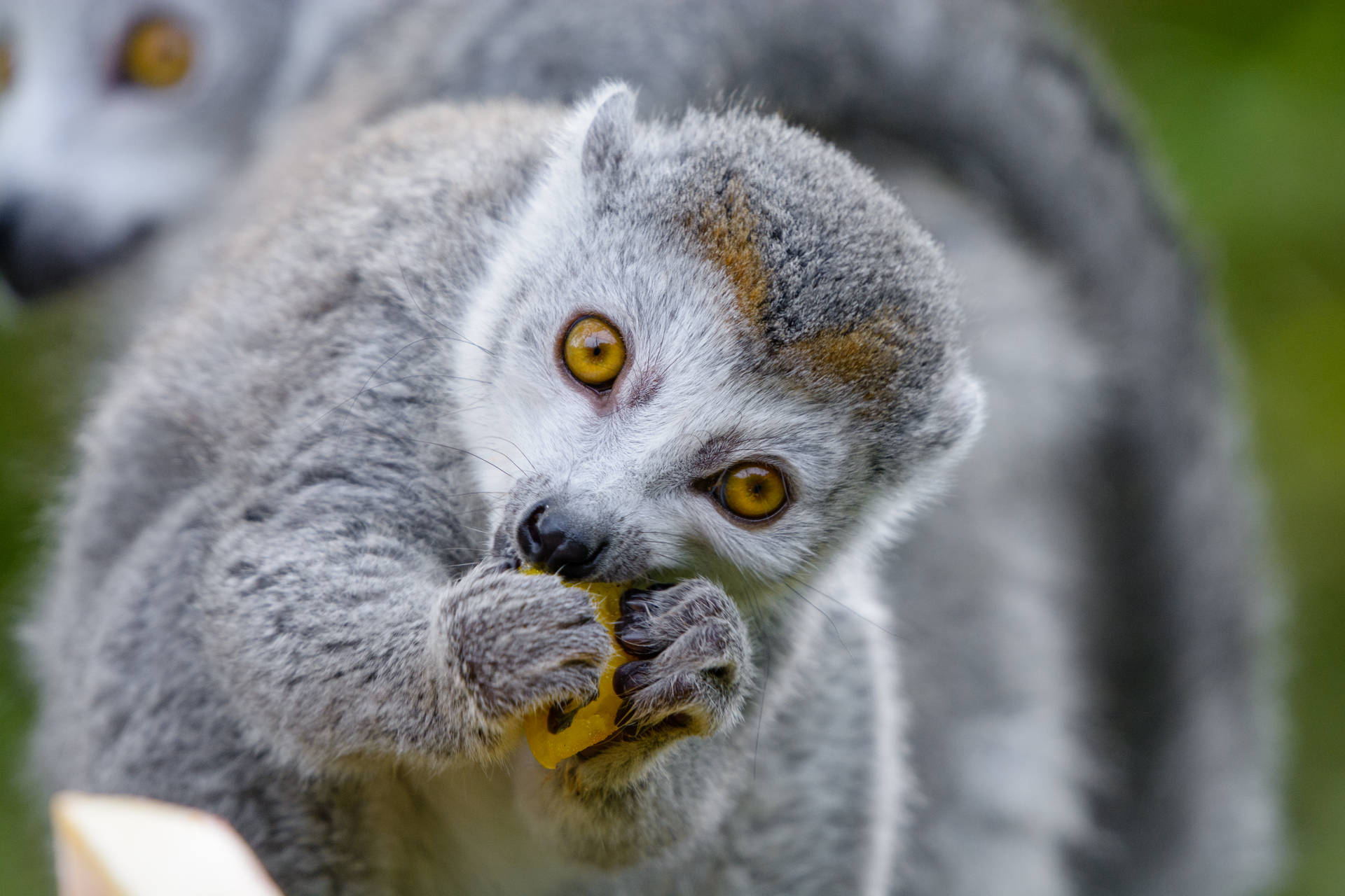Lemur Eating Food Background