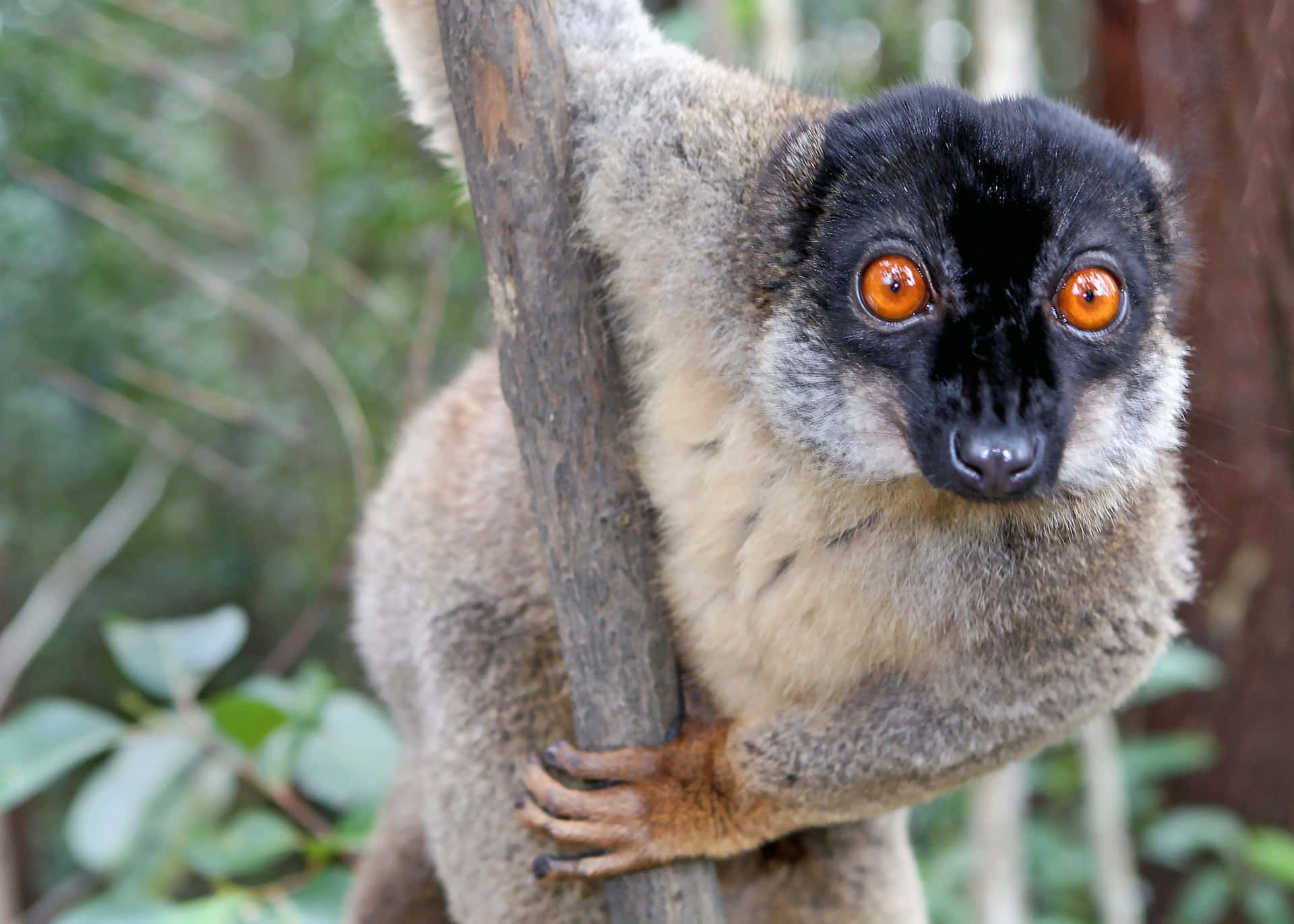Lemur In Natural Habitat Background
