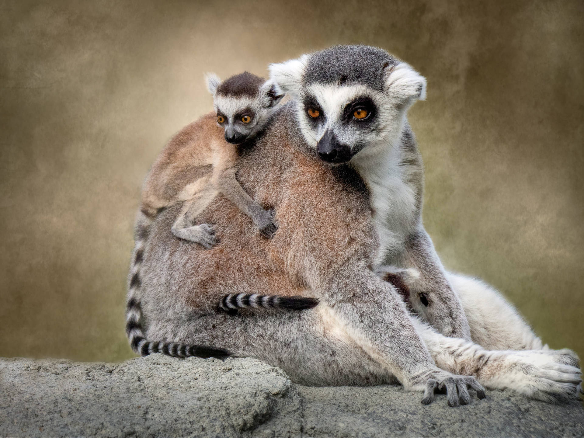 Lemur Mother And Baby Monkey Background