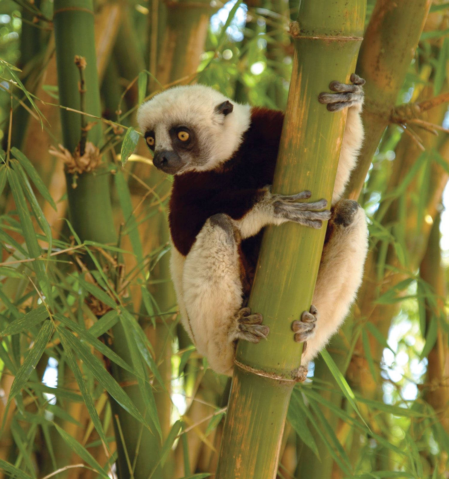 Lemur On A Bamboon At Madadascar Background