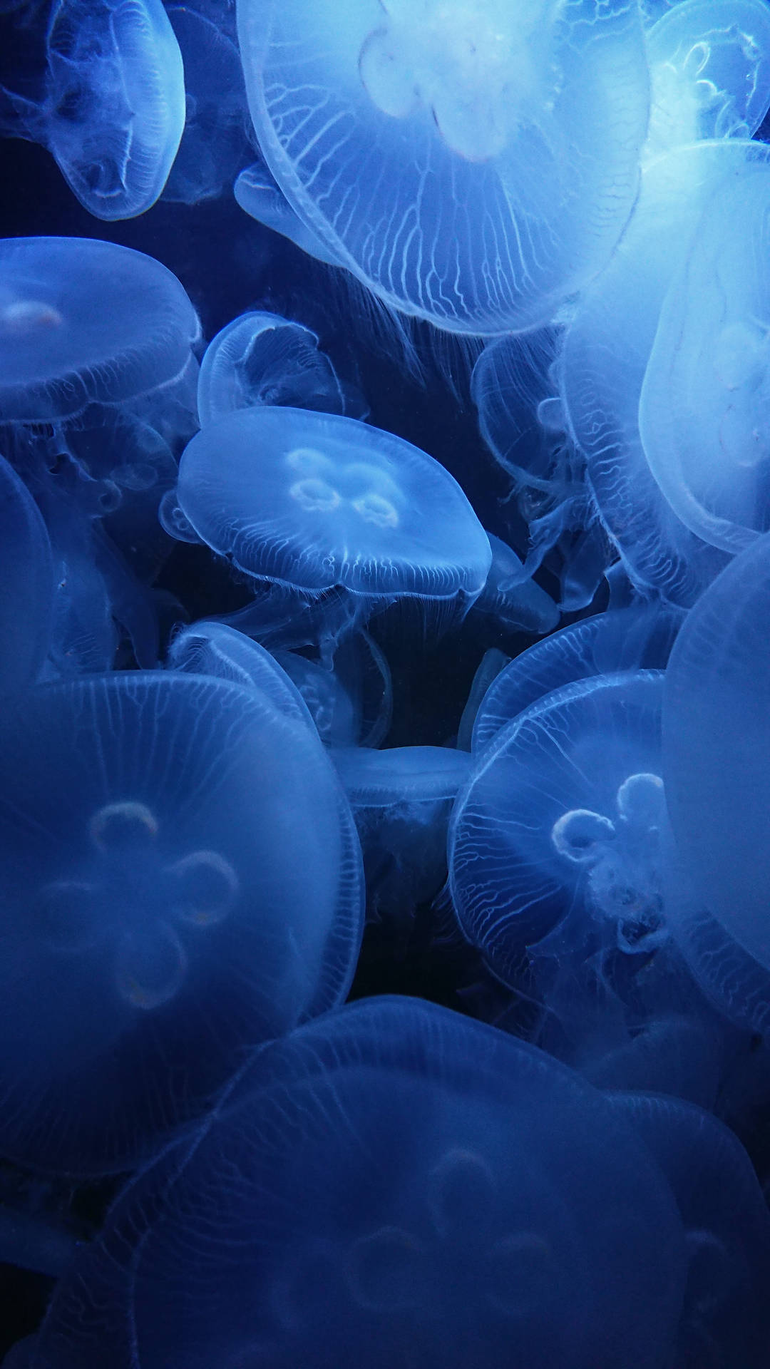 Lenovo Tablet Background Of Jellyfish