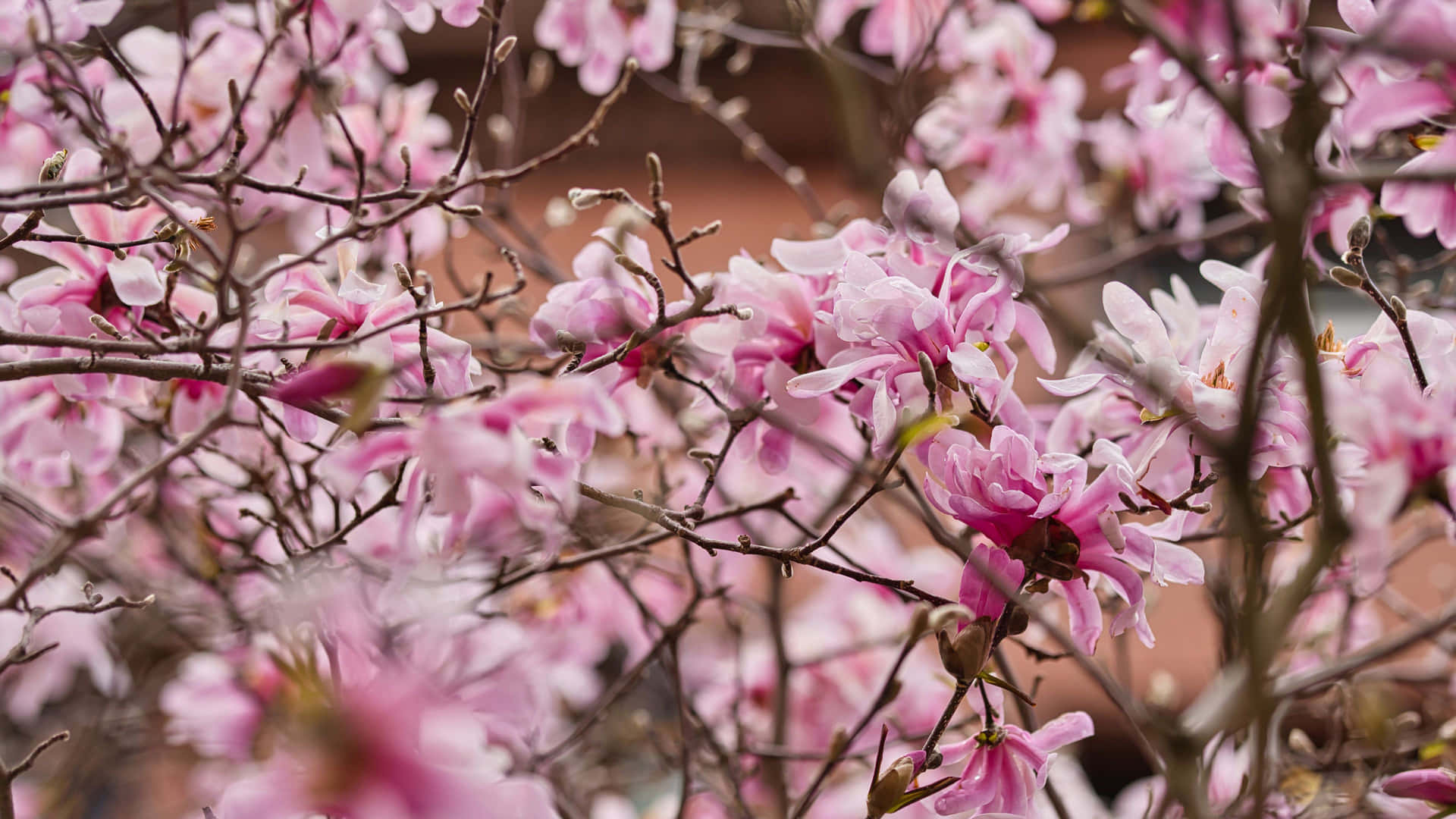 Leonard Messel Magnolia Tree Flower