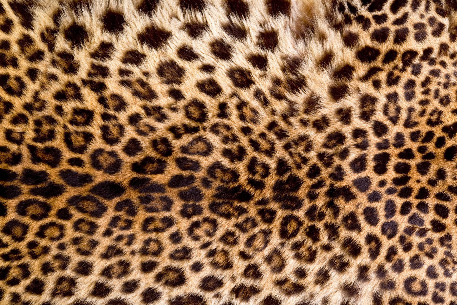 Leopard Animal Fur