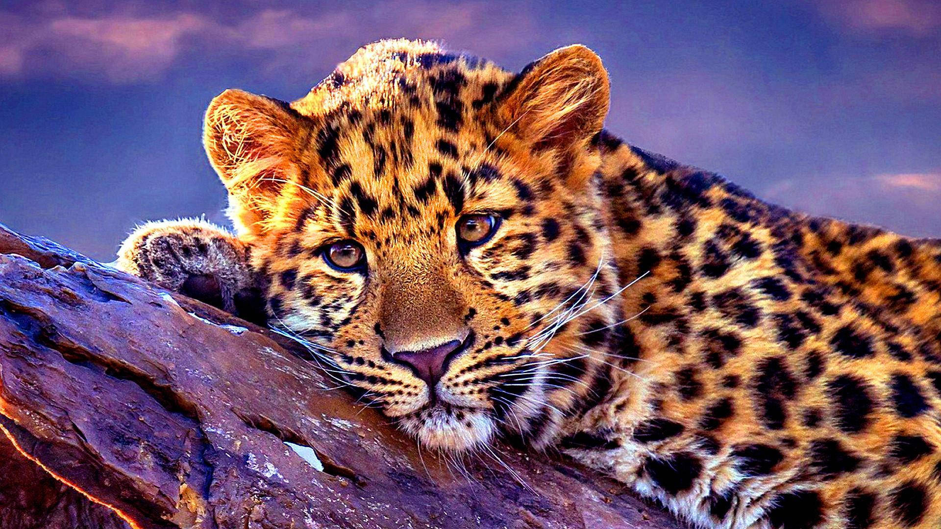 Leopard Animal Resting On Damp Rock Background