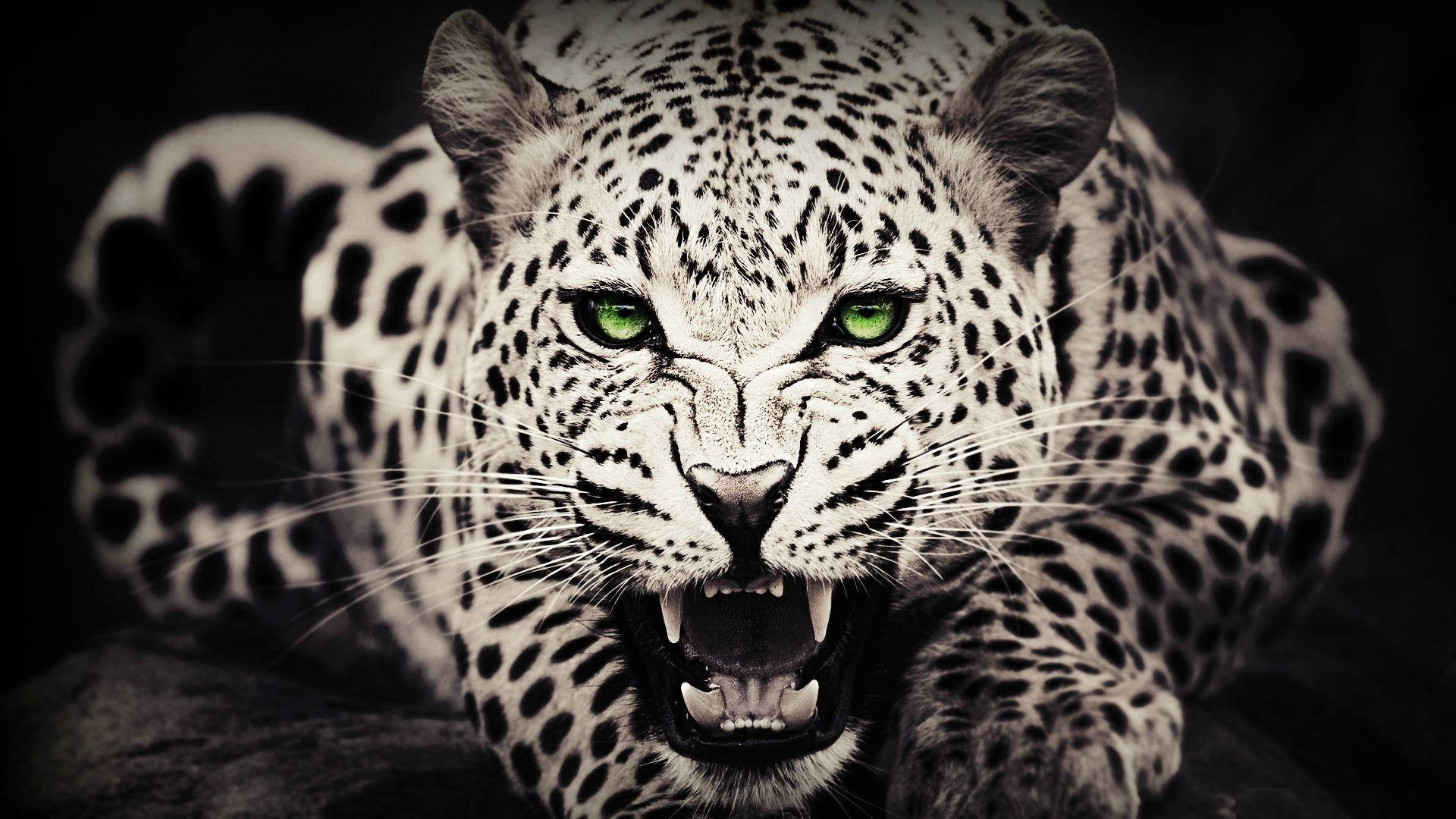 Leopard Animal With Green Eyes Background