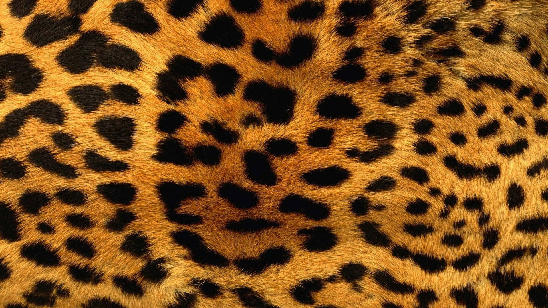 Leopard Cool Pattern Background