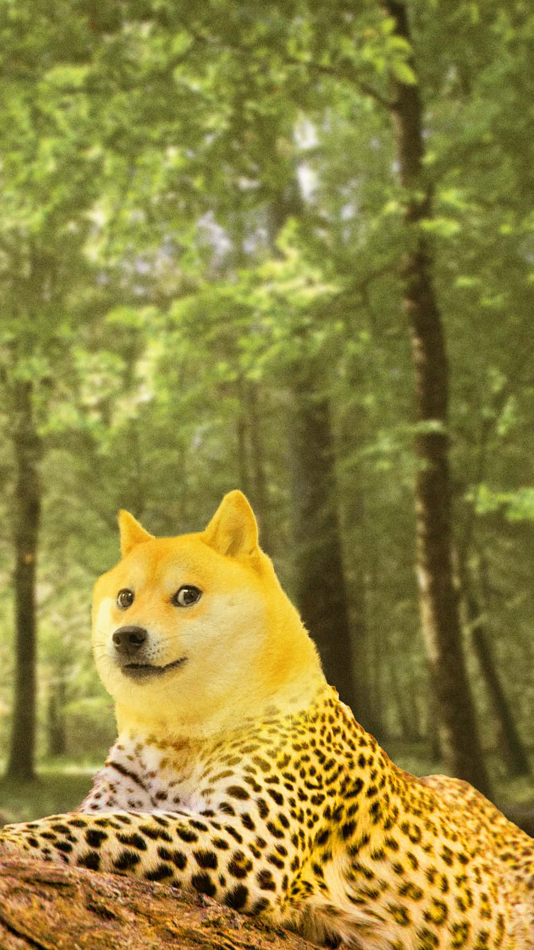 Leopard Doge In Forest Background