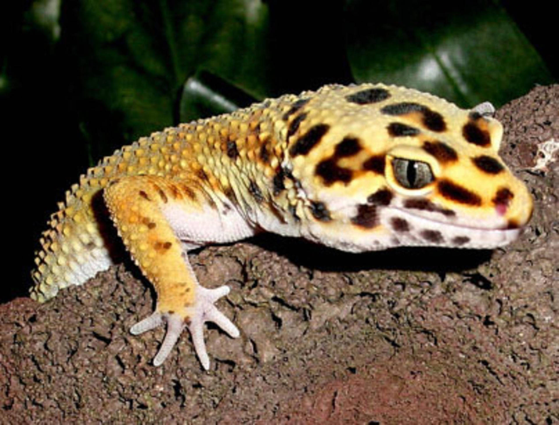 Leopard Gecko Climbs On Rock Background