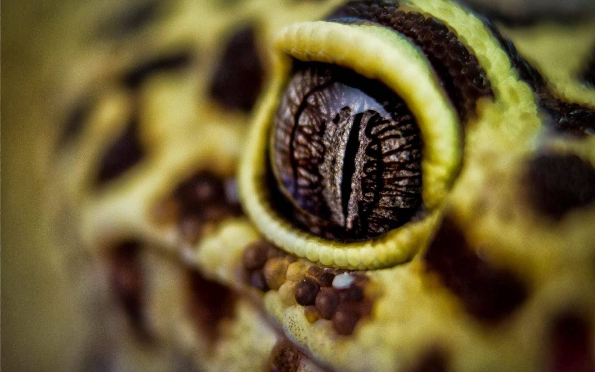 Leopard Gecko Close-up Eye View Background