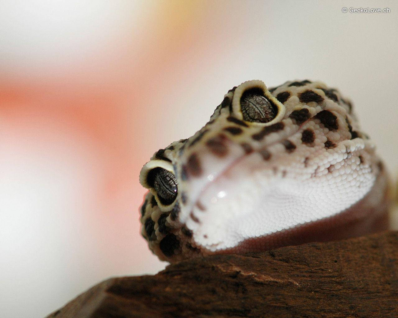 Leopard Gecko Curious Look Background