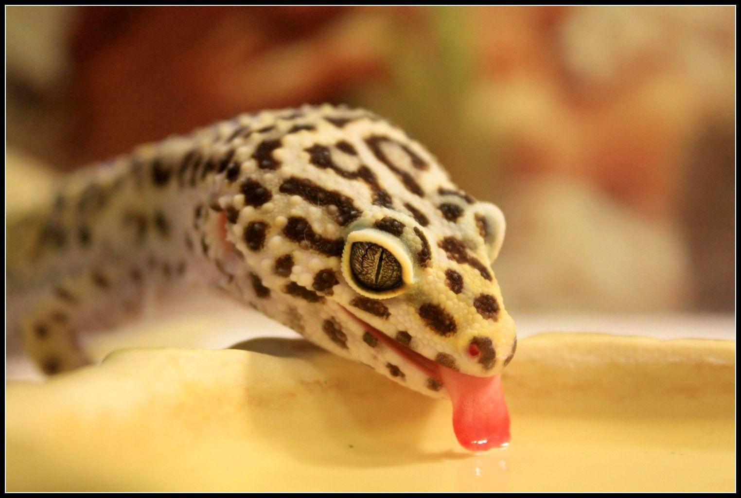 Leopard Gecko Drinks Water Background