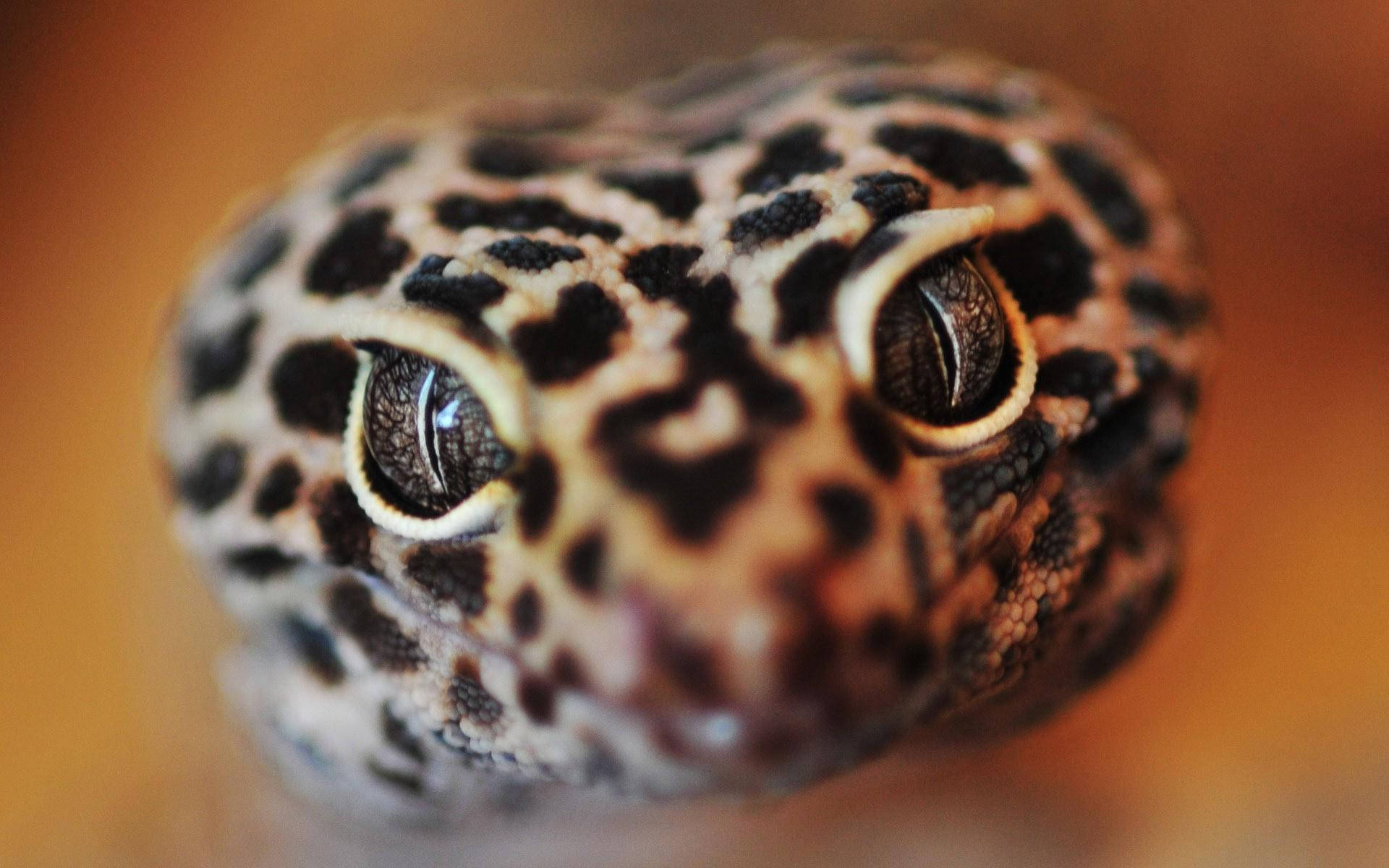 Leopard Gecko Focused Face Background