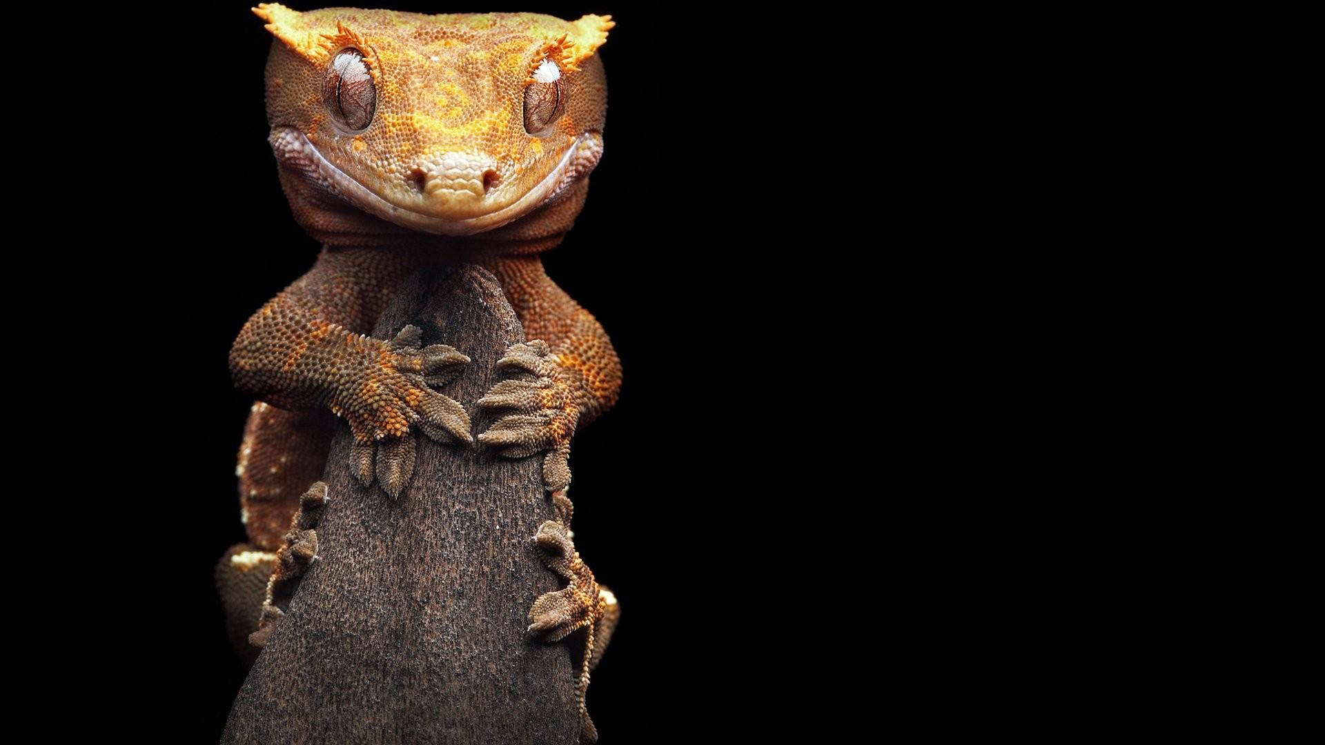 Leopard Gecko Hilarious Face Background