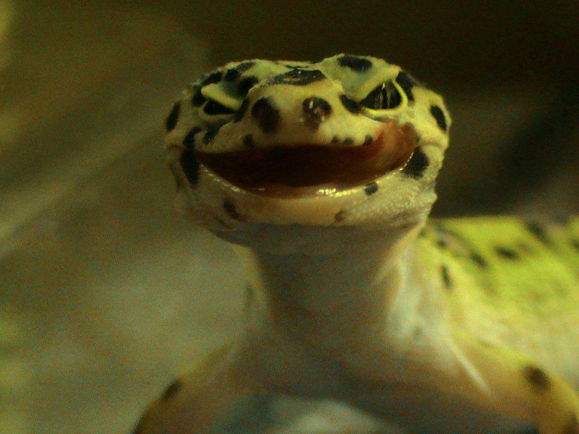 Leopard Gecko Laughing Face Background