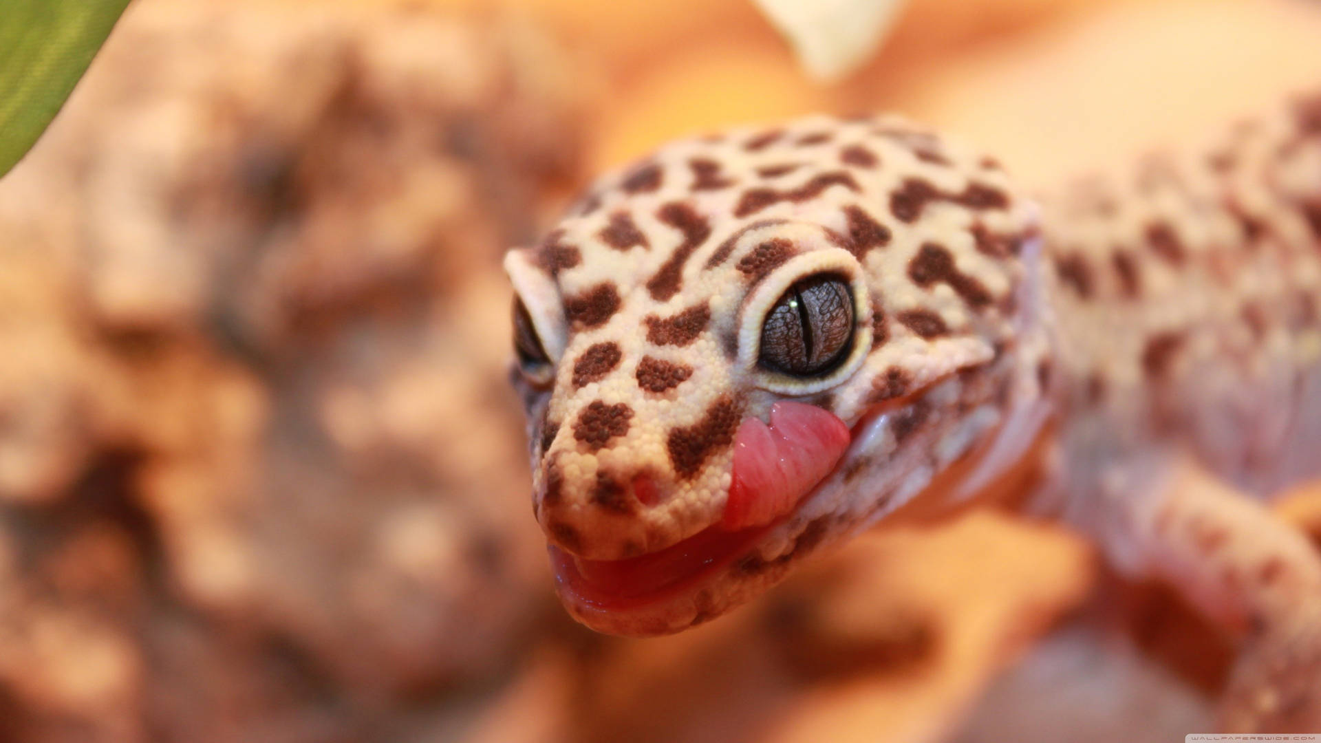 Leopard Gecko Licking Face Background