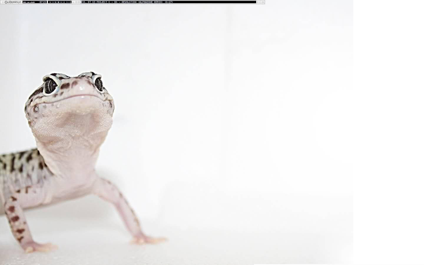 Leopard Gecko Looking Up Background