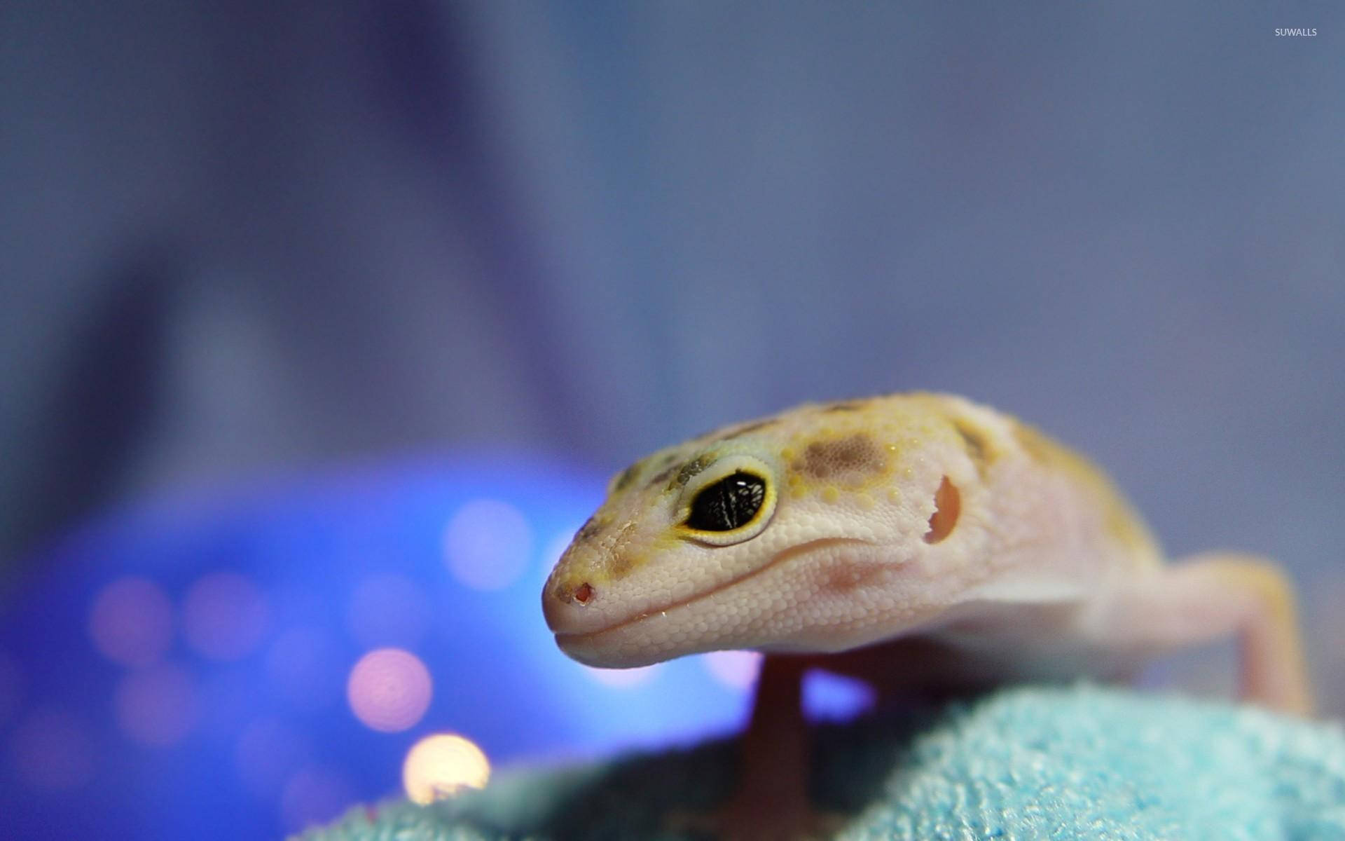 Leopard Gecko Mad Side Face Background