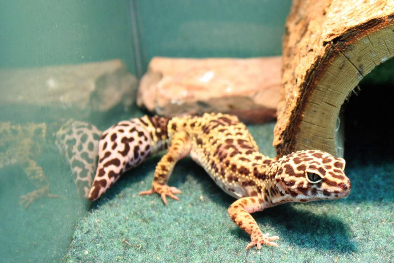 Leopard Gecko On Aquarium Background