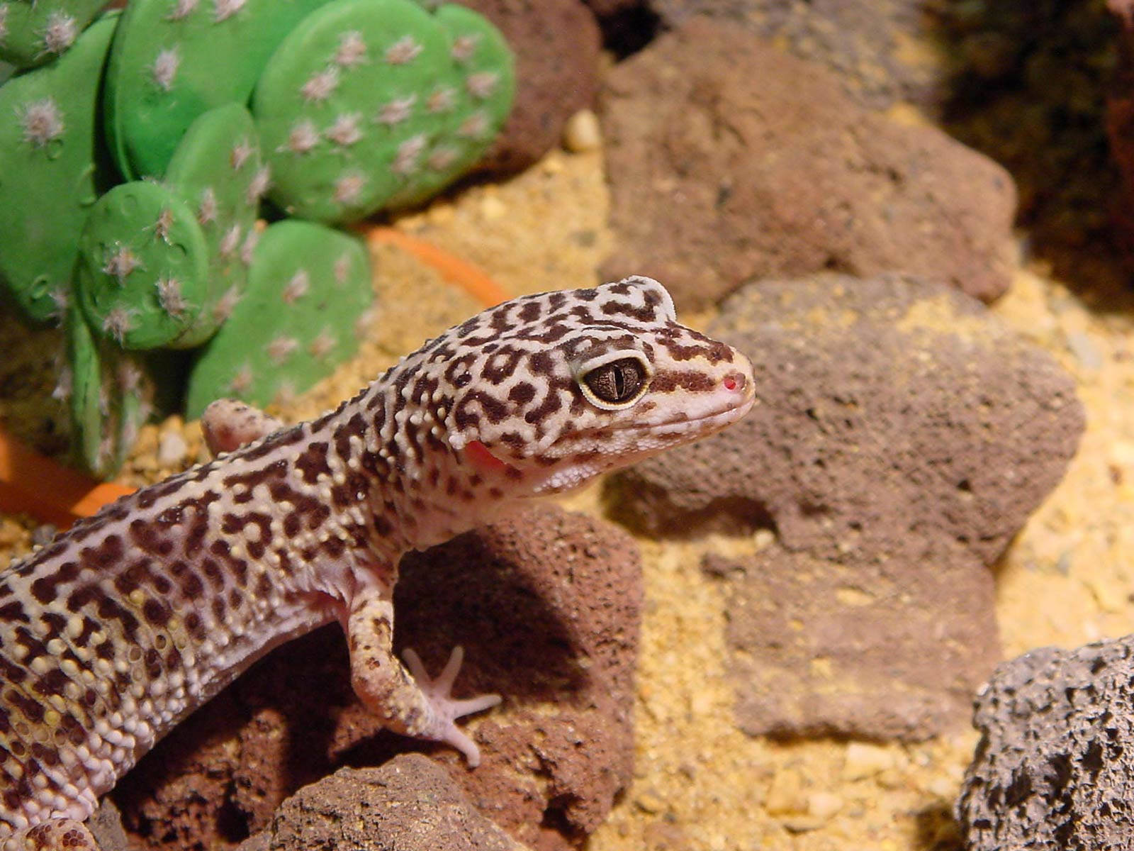 Leopard Gecko On Cute Aquarium Background