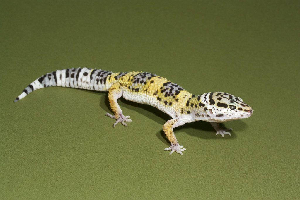 Leopard Gecko On Green Surface Background