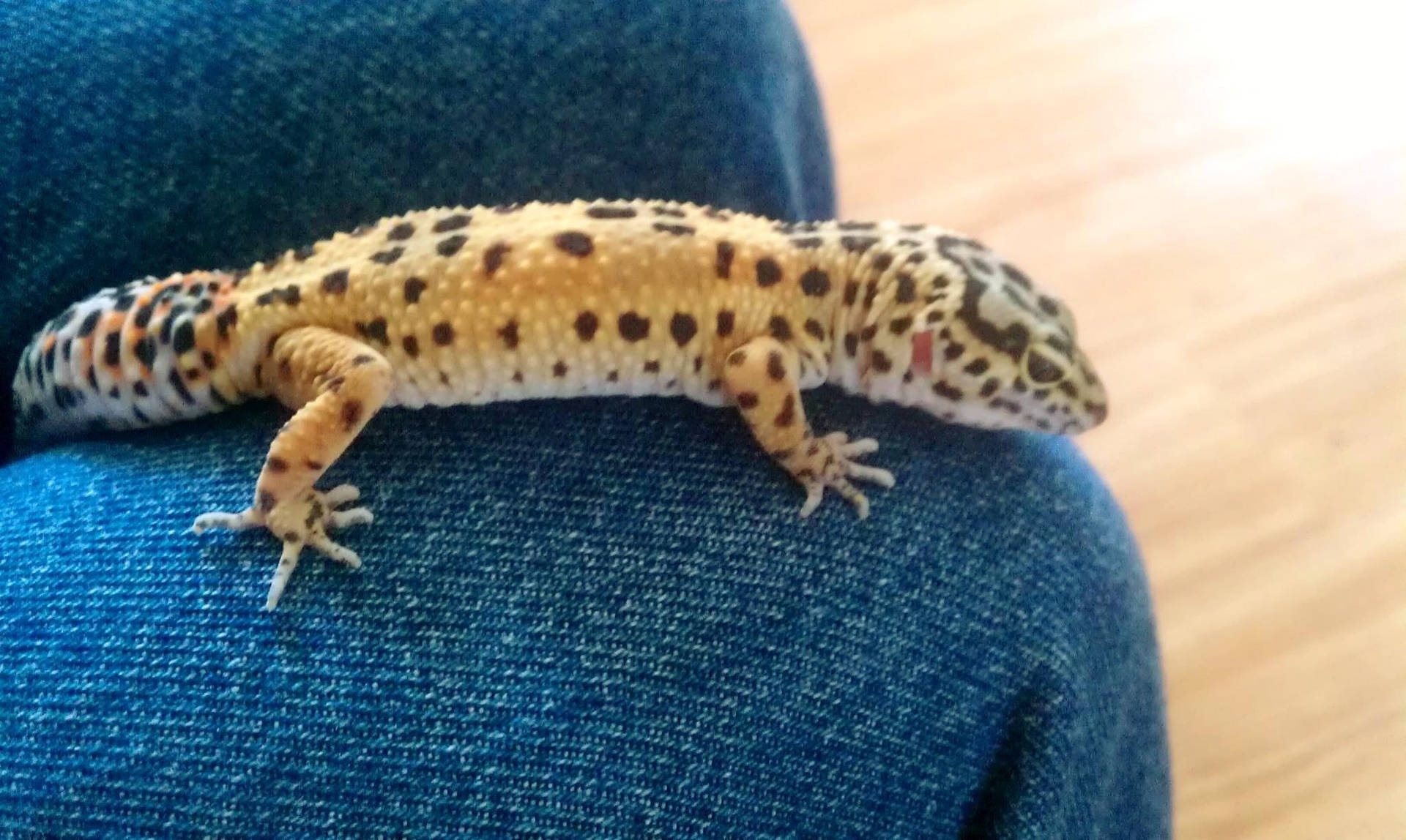 Leopard Gecko On The Lap Background